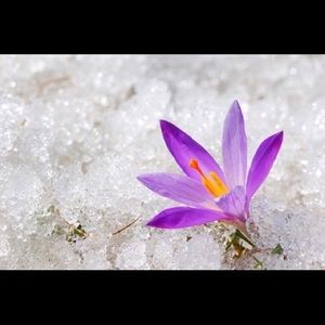 Meet your Posher, Saima